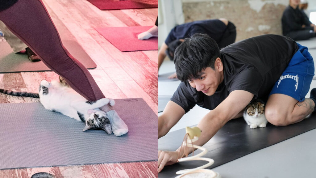 FotoJet 2024 08 16T175245.011 山羊瑜珈,小狗瑜珈,貓咪瑜珈,兔子瑜珈,Puppy Yoga,Cat Yoga,Goat Yoga,Bunny Yoga